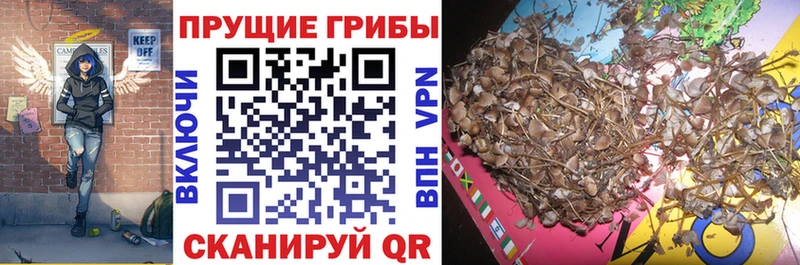 Галлюциногенные грибы Psilocybe  Владикавказ 